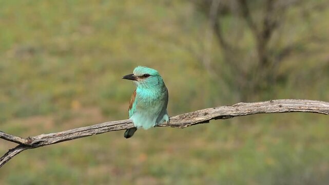 European roller perched on a branch. Spain.