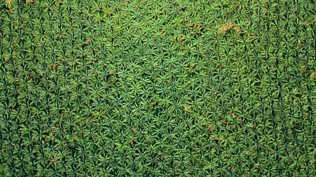 Top-down aerial view of an oil palm plantation in Krabi, Thailand. Symmetrical rows of tropical palm trees create a striking green pattern across the agricultural landscape.