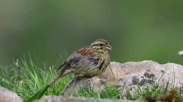 Male yellowhammer on a stone, (Emberiza citrinella).