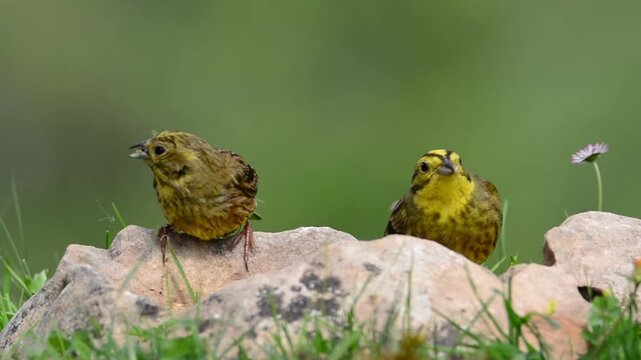 Male yellowhammer on a stone, (Emberiza citrinella).