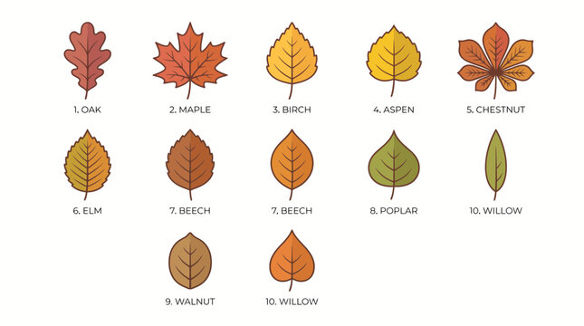 Set of diverse autumn tree leaves including oak maple and birch icons isolated on white background for seasonal nature botanical projects