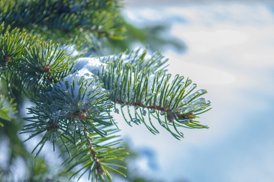 Close-up of a snow-covered fir tree branch with frozen needles, sparkling ice, and fresh winter snow with copy space. Ideal for Christmas, seasonal, holiday, and nature-themed designs.