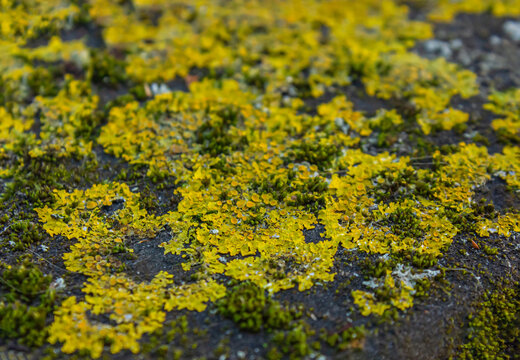 Close-up of bright yellow lichen and green moss covering tree bark. Natural forest texture with selective focus, rich organic details, ideal for nature, ecology, and background concepts.