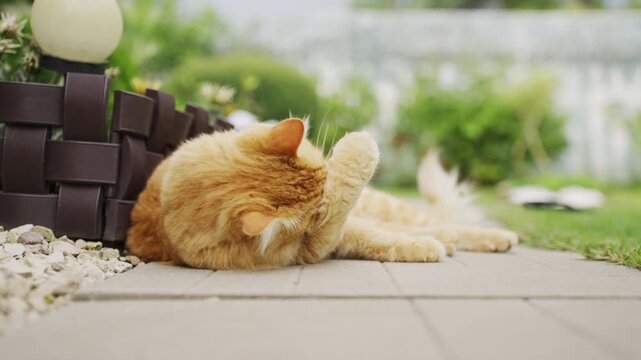 Adult ginger cat lying on concrete path and cleaning itself in garden. ginger tabby cat lies comfortably on a concrete pathway in the backyard of a countryside dacha, licking its paw and cleaning