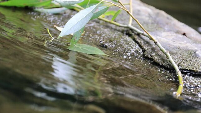 Feuille d'un arbre dans une rivi&egrave;re	
