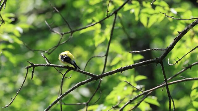 chardonneret jaune sur une branche, Qu&eacute;bec, Canada	
