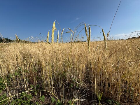 Secale cereale, commonly known as rye, showcasing tall stalks of golden grain with heavy, nodding seed heads standing in a vast agricultural field under a clear blue sky.