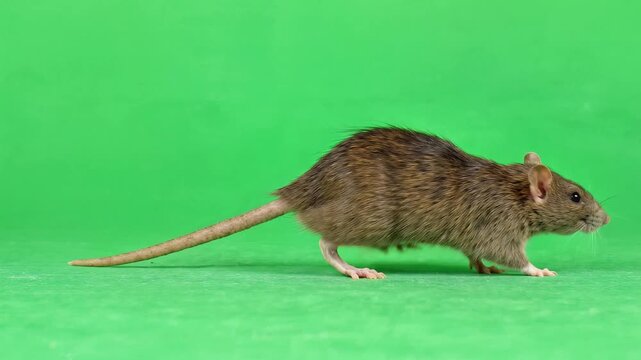 Brown Rat Walking in Profile on Green Screen Chroma Key