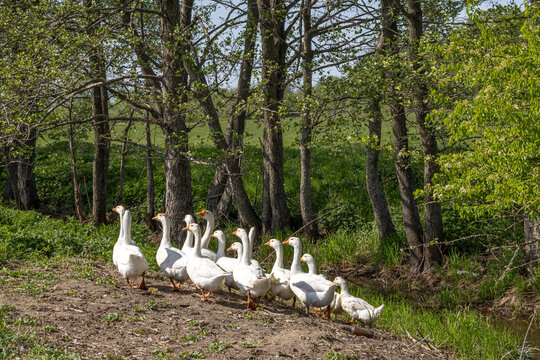 Flock of white geese walking along path beside creek on sunny day
