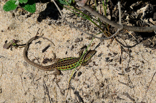 Westiberischer Sandl&auml;ufer, Westlicher Sandl&auml;ufer - M&auml;nnchen // Spanish sand racer, Spanish Psammodromus - male (Psammodromus occidentalis) - Algarve, Portugal