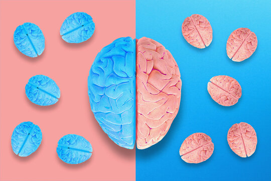 Left and Right Brain Concept. Anatomy of Right and Left Lobes of Human Brain.