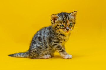 A small tabby kitten with dark stripes sitting against a bright yellow background. © Jon