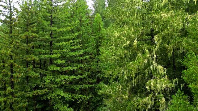 Aerial view of dense redwood forest with lush green foliage and hanging moss on branches in San Francisco, California, United States.