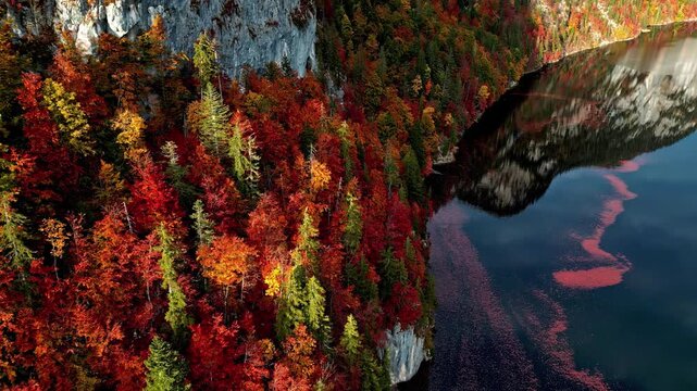 Aerial view of Attersee surrounded by vibrant autumn foliage on steep cliffs reflecting in the clear water in Vocklabruck District, Upper Austria, Austria.