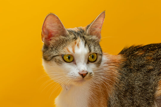 Portrait of a Turkish Angora tricolour calico cat 