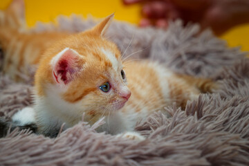 Alert ginger and white tabby kitten on a fluffy rug © Jon