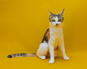 Turkish Angora cat sitting facing forward against a yellow background  © Jon