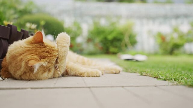 Adult ginger cat lying on concrete path and cleaning itself in garden. ginger tabby cat lies comfortably on a concrete pathway in the backyard of a countryside dacha, licking its paw and cleaning