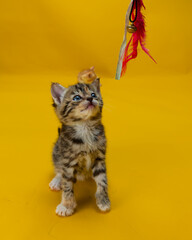 Kitten sat looking up at her feather toy   © Jon