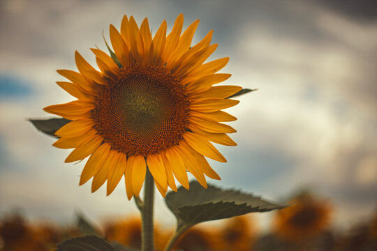 A detailed close up photograph of a single yellow sunflower head in full bloom with moody sky in the background, featuring warm retro film tones and a nostalgic aesthetic.