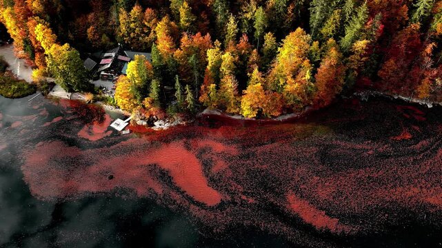 Aerial view of Attersee with vibrant autumn foliage and red surface patterns along the shore in Vocklabruck District, Upper Austria, Austria.