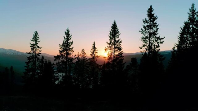 Aerial view of sunset behind pine trees in a mountainous forest landscape California, United States.
