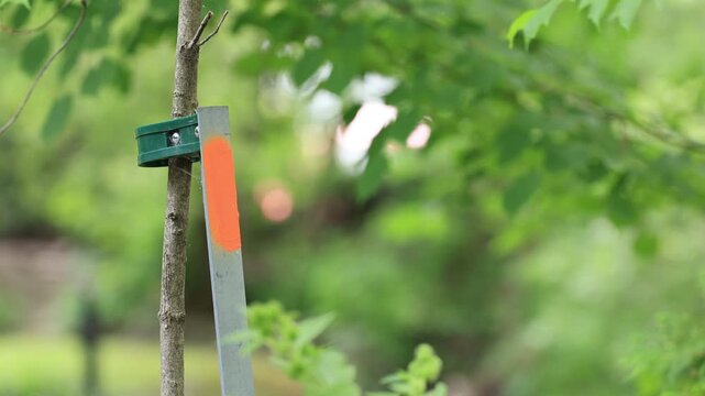 Un arbre avec un tuteur	

