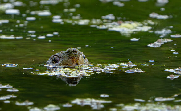 Snapping turtle in the pond