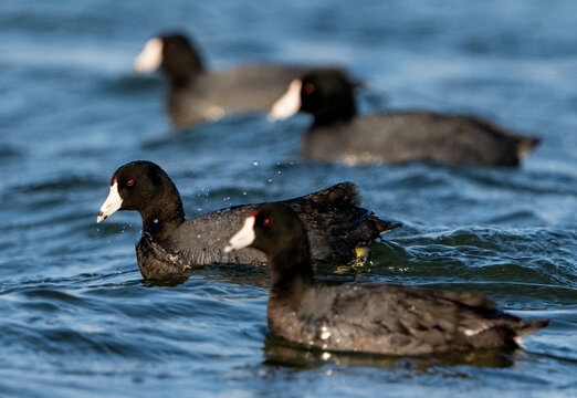 Coots 