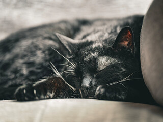 cat nap © Ian