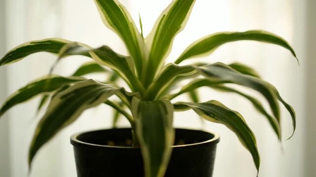 Potted dracaena houseplant with variegated leaves in soft natural window light indoor plant potted plant