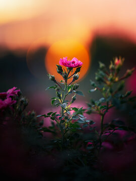 Pink rose flower at sunset, beautiful dreamy macro photo with warm orange sun bokeh spotlighting the flower, shallow depth of field, dark blurred background, and soft golden light