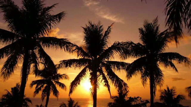 Tropical palm tree silhouette at golden sunset over ocean horizon palm trees