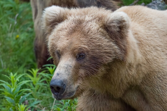 Profile of female Brown Bear 806 at Brooks Falls