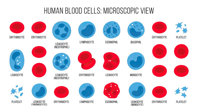 Microscopic Human Blood Cells Illustration