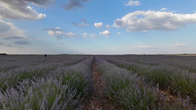 Scenic lavender field landscape during sunset in brihuega