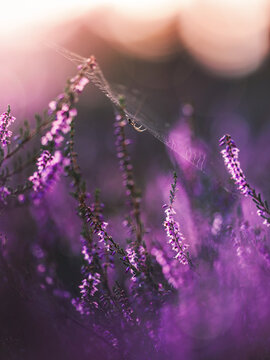 Spider web with dewdrops over purple common heather (Calluna vulgaris) flowers, beautiful dreamy macro photo with warm bokeh and shallow depth of field, captured baclit against golden hour bokeh