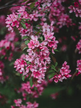 Pink crabapple blossoms in bloom, beautiful dreamy macro photo with dark moody background, shallow depth of field, and soft natural light