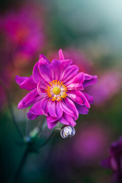 Pink Japanese anemone flower in bloom, beautiful dreamy macro photo with soft pastel bokeh, shallow depth of field, and blurred garden background