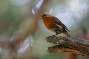 Fototapeta premium An adult European robin (Erithacus rubecula) perched on a branch and looking curiously toward the camera lens against pale green background on a sunny summer day. Wildlife photography with copy space.