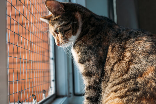 Cat-proof window screen with metal safety mesh protects indoor tabby from falls, supporting high-rise syndrome prevention and secure apartment living.