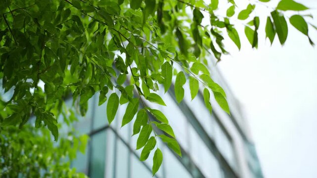 Nature meets architecture in this vibrant . The lush green leaves of the tree stand out against the backdrop of the building.