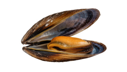 Isolated gourmet cooked mussel revealing juicy orange seafood inside its open shell. © Oisin