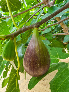 Close up of a fresh ripe purple fig growing on a branch with green leaves in a garden during daylight