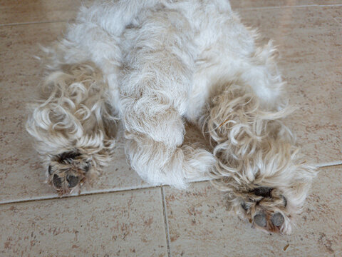 Fluffy white dog lies upside down on tiled floor showing furry paws and black pads