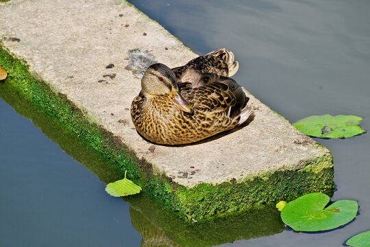 A mallard duck sitting on concrete sticking out of the water of the Cybina River