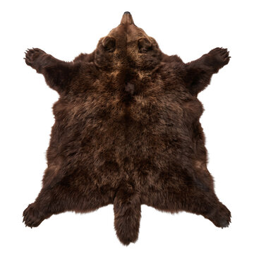 Brown bear skin rug hide on transparent background
