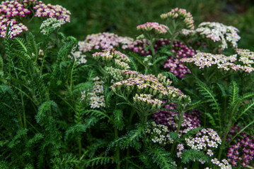 Achillea millefolium is a flowering plant in the family Asteraceae. © Ordasi  Tatyjana