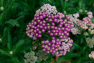 Achillea millefolium is a flowering plant in the family Asteraceae. © Ordasi  Tatyjana