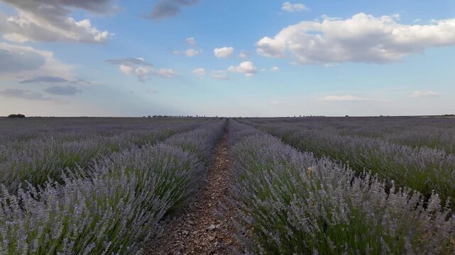 Scenic lavender field landscape during sunset in brihuega